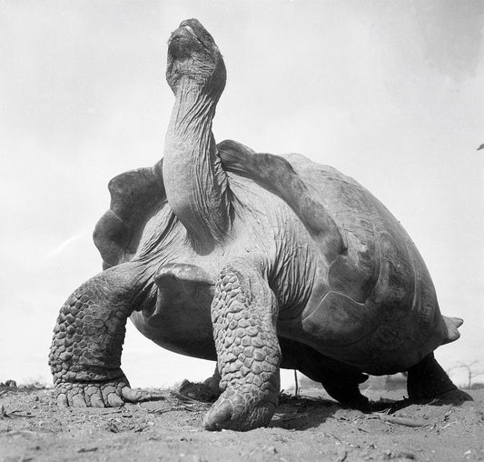 Giant Turtle, 1949