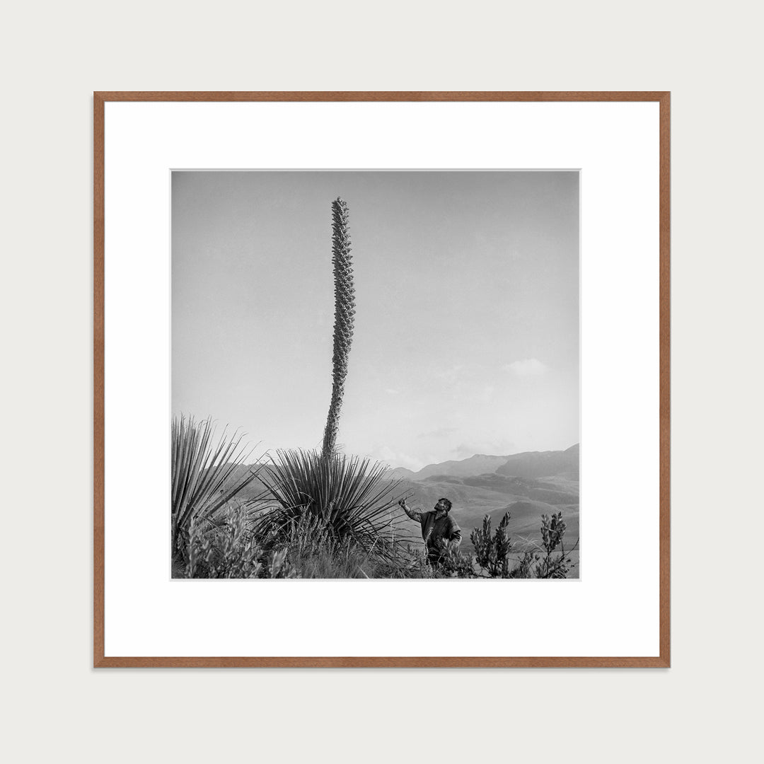 Flowering pineapple tree, 1950