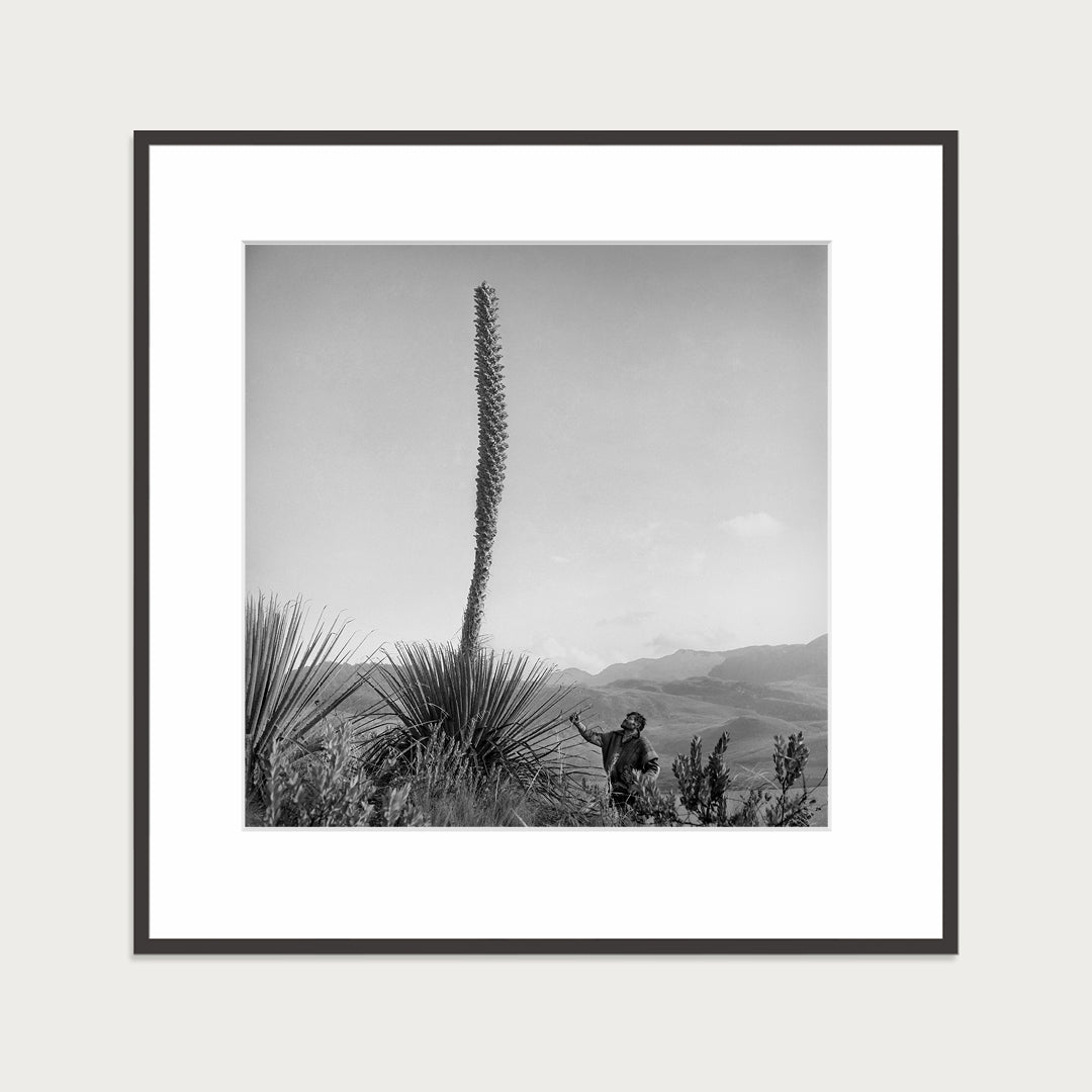 Flowering pineapple tree, 1950