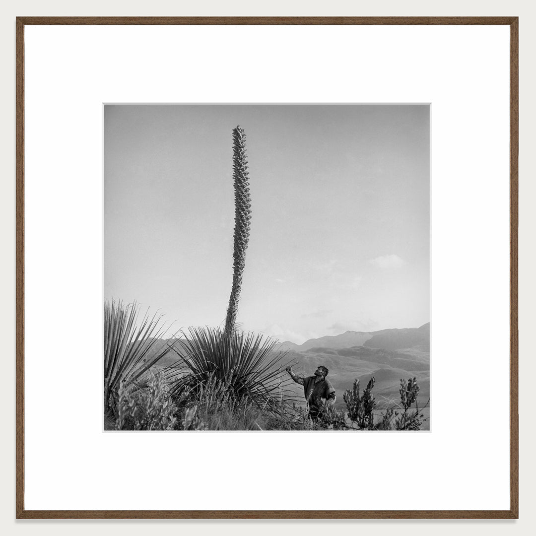 Flowering pineapple tree, 1950