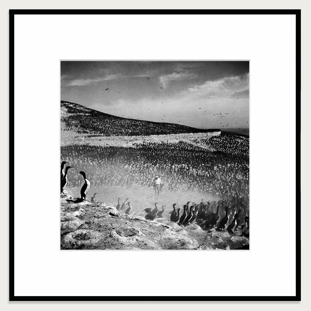 Cormorants, Guano Island, 1950