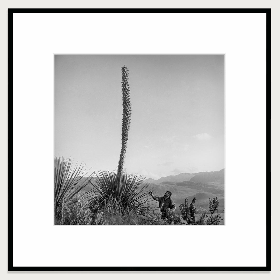 Flowering pineapple tree, 1950