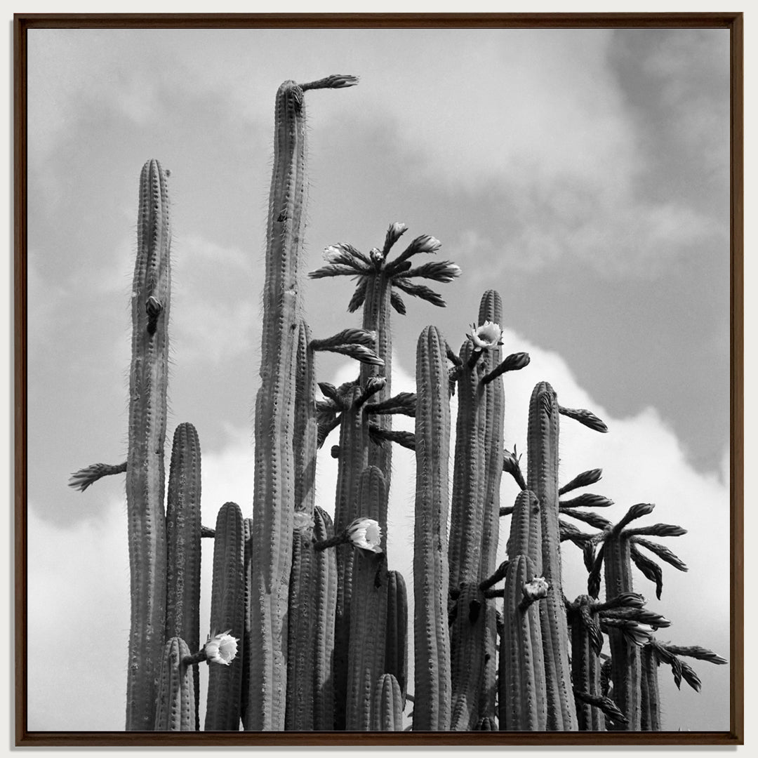 Cactus plants, 1959