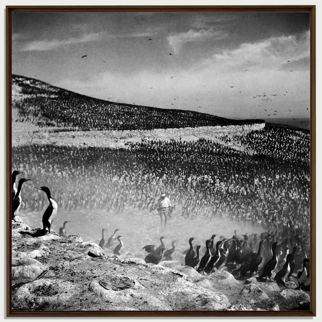 Cormorants, Guano Island, 1950