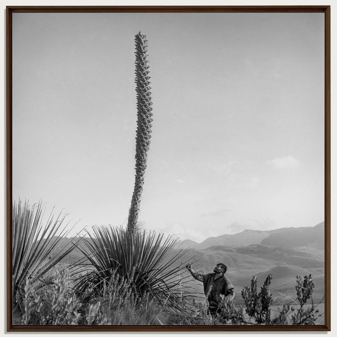 Flowering pineapple tree, 1950