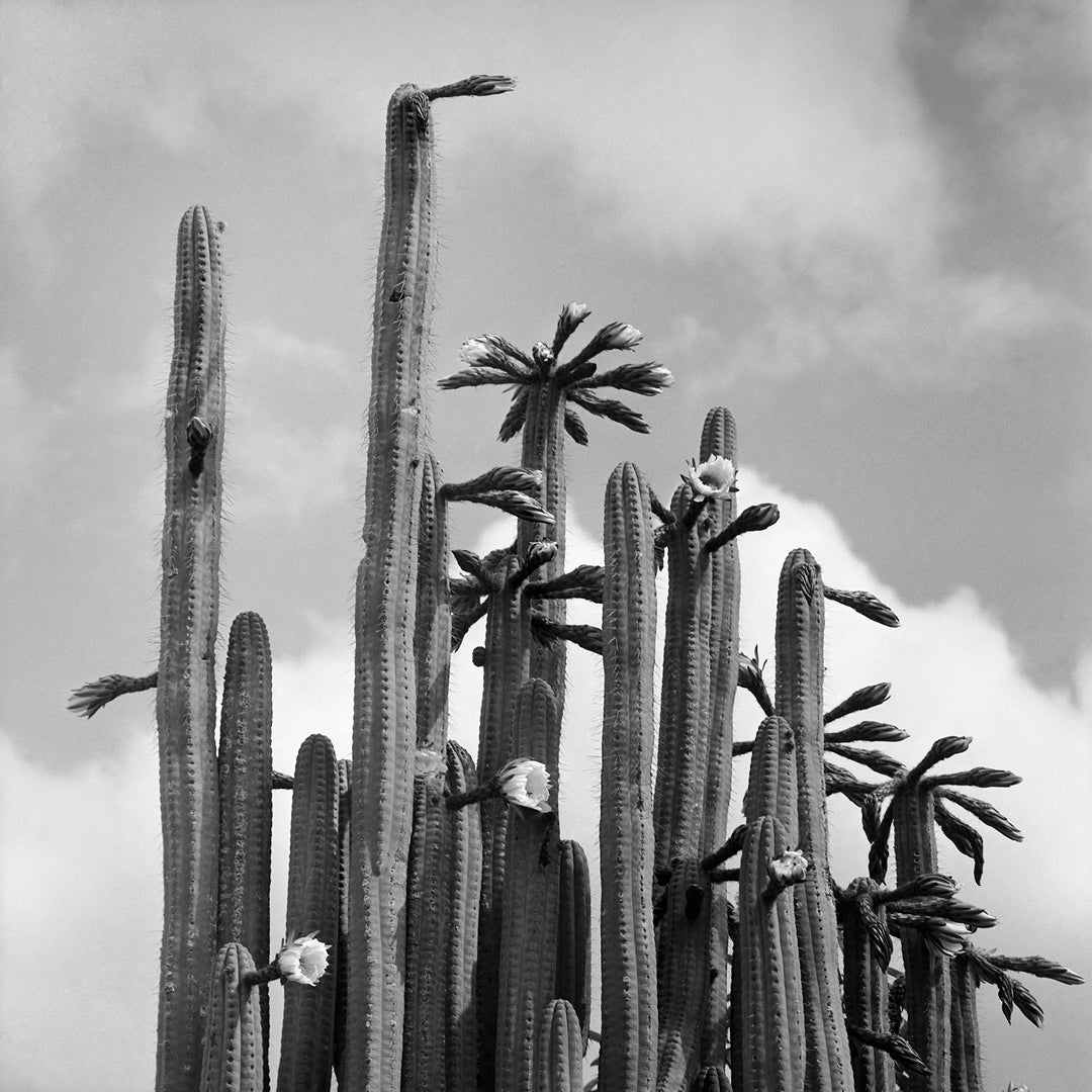 Cactus plants, 1959