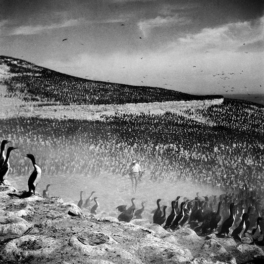 Cormorants, Guano Island, 1950