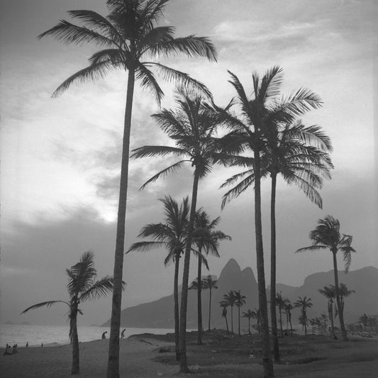 Palms by the sea, 1957