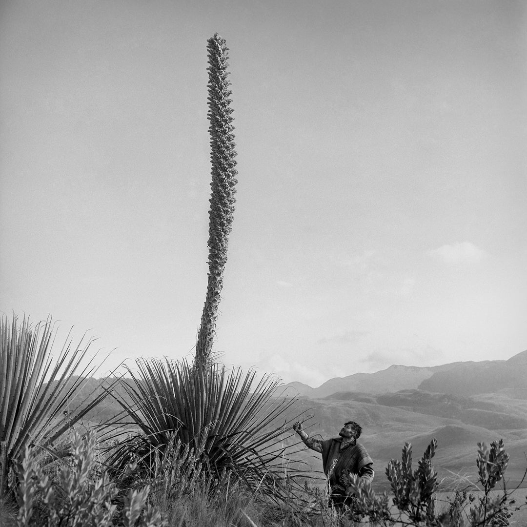 Flowering pineapple tree, 1950