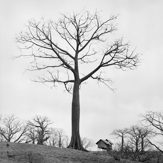 Cotton tree, 1968